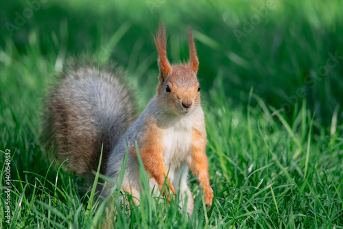 Obraz na płótnie Squirrel with red and grey fur in a city park in spring w salonie