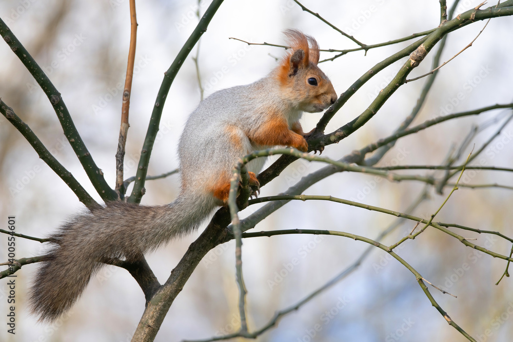 Squirrel with red and grey fur in a city park in spring