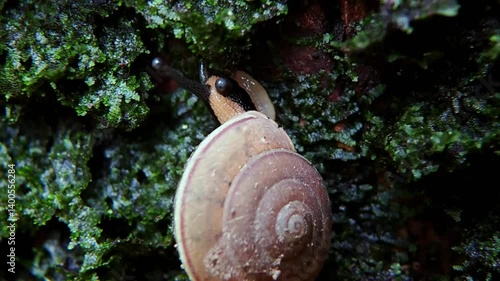 On the green moss walks Monachoides vicinus or small land snails