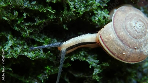 Land snail or Monachoides vicinus walking among green moss