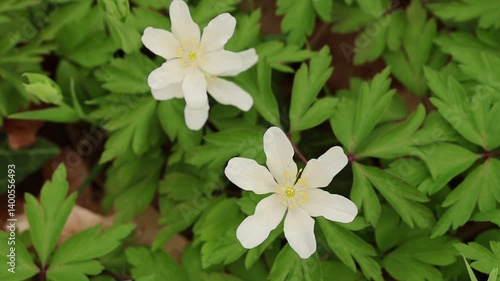 The most beautiful spring flowers in the forest