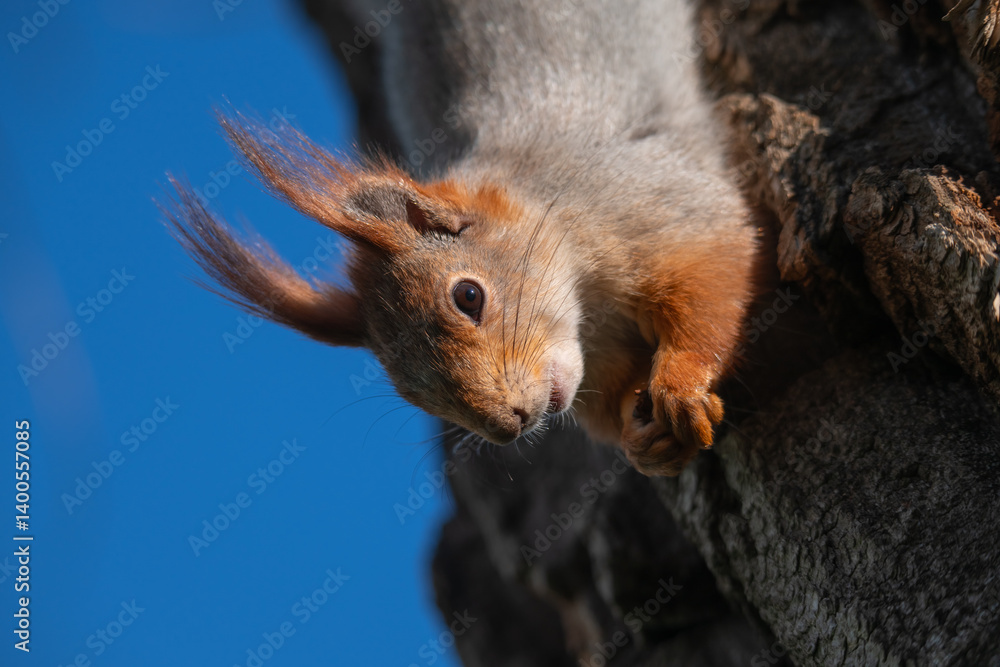 Squirrel with red and grey fur in a city park in spring