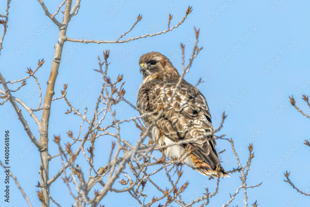Red-tailed hawk hiding on a tree Red-tailed hawk hiding on a tree