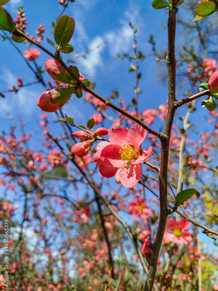 Chaenomeles speciosa, shrub, tree. Bright red flowers of a Flowering quince. Chaenomeles specios.
