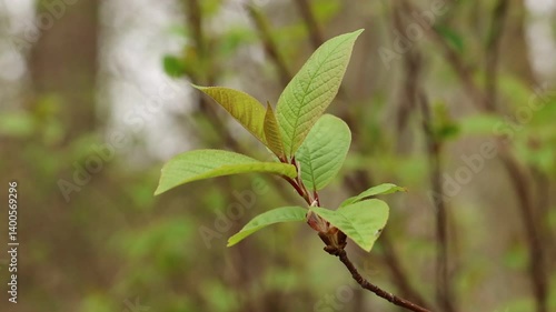 Young spring leaves barely green swaying in the wind