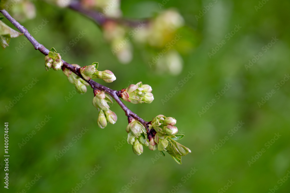 Tree branch with unopened flower buds on blurred green background. Macro nature photography. Spring awakening and blooming season concept. Design for postcard, greeting card, invitation, wallpaper Tree branch with unopened flower buds on blurred green background. Macro nature photography. Spring awakening and blooming season concept. Design for postcard, greeting card, invitation, wallpaper