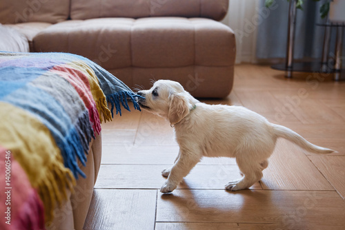 Golden retriever (labrador) puppy pulls a blanket off a sofa in a room during the day. Contents pet products, website, magazine, postcards, embroidery