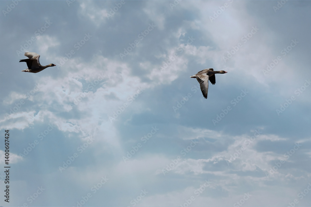Obraz premium Two geese flying in a light blue sky with scattered white clouds