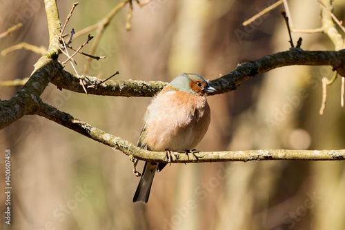 Small Eurasian Chaffinch bird perched on a branch