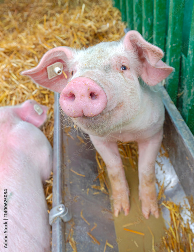 Close Up Shoot of Cute Pig Snout Animal Farm Theme