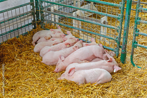 Obraz na płótnie Piglets Keeping Warm Together Sleeping in Enclosure at Animal Farming w salonie