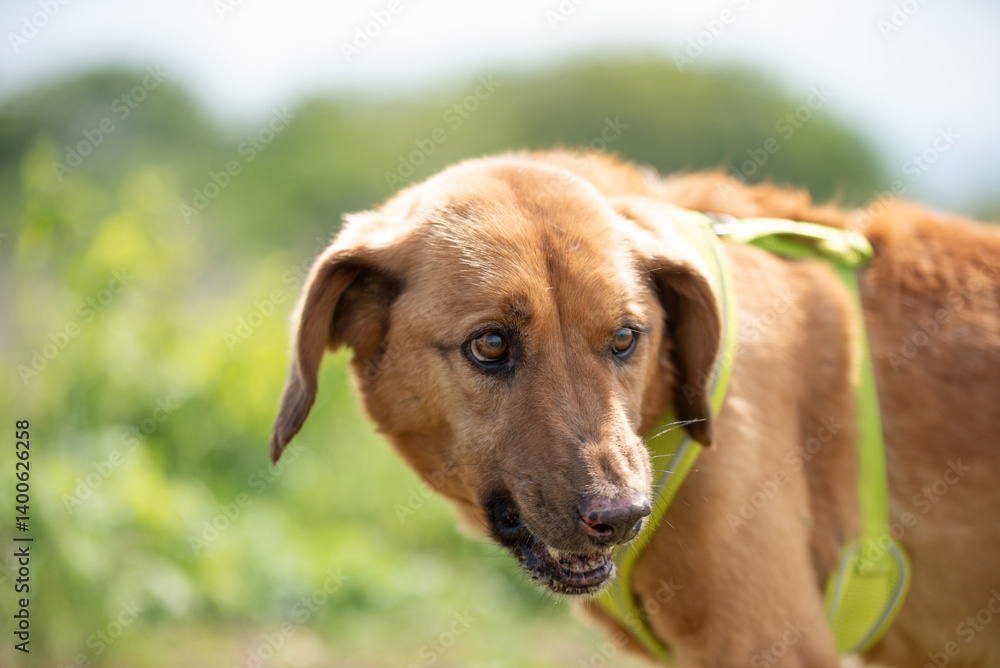 Close up portrait of a yellow rescued dog Close up portrait of a yellow rescued dog