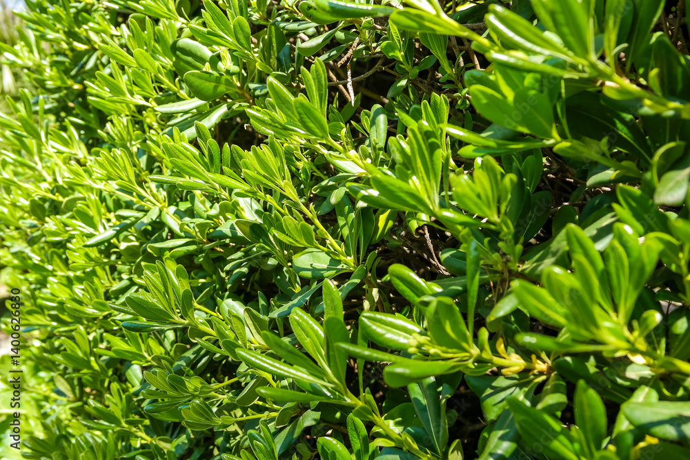 A close-up of glossy green leaves showing the dense, lush texture. The leaves are rounded and brightly colored. Hedge A close-up of glossy green leaves showing the dense, lush texture. The leaves are rounded and brightly colored. Hedge