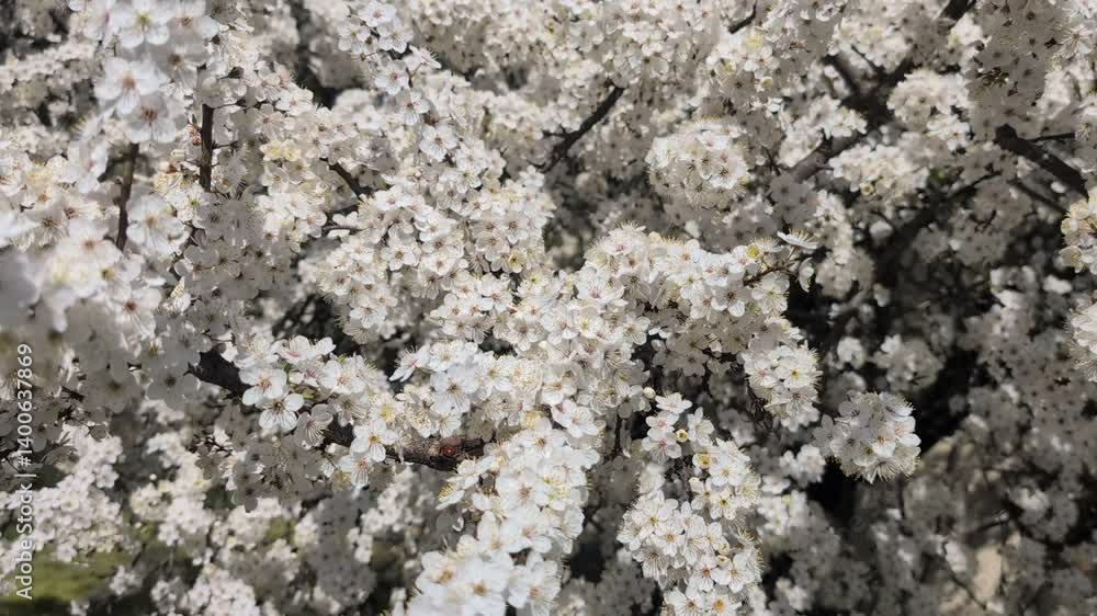 Cluster of densely packed white flowers with small petals and intricate details, symbolizing spring beauty and nature abundance Cluster of densely packed white flowers with small petals and intricate details, symbolizing spring beauty and nature abundance