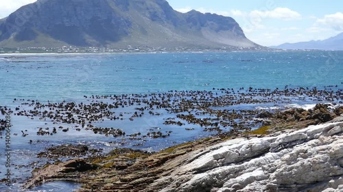 View at Stony Point sanctuary at the Atlantic Ocean coast, Bettys Bay, Western Cape, South Africa.