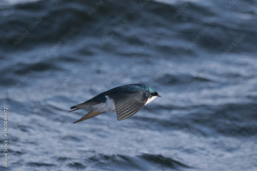 Tree Swallows flying over rough lake eating insects of water surface in spring Tree Swallows flying over rough lake eating insects of water surface in spring