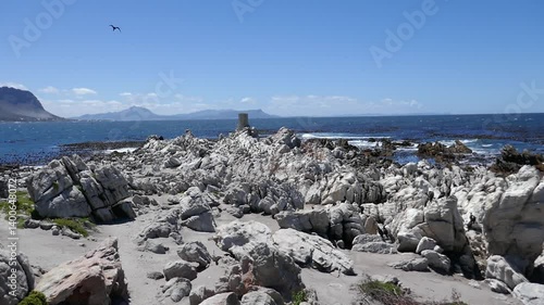 Cormorants at Stony Point in Bettys Bay marine protected area, Western Cape, South Africa.