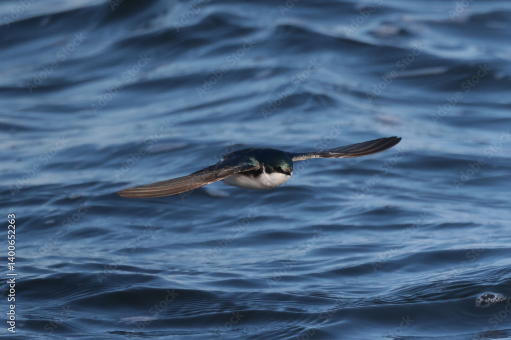 Naklejka premium Tree Swallows flying over rough lake eating insects of water surface in spring