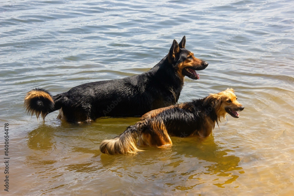 Dogs Playing in the Water Dogs Playing in the Water