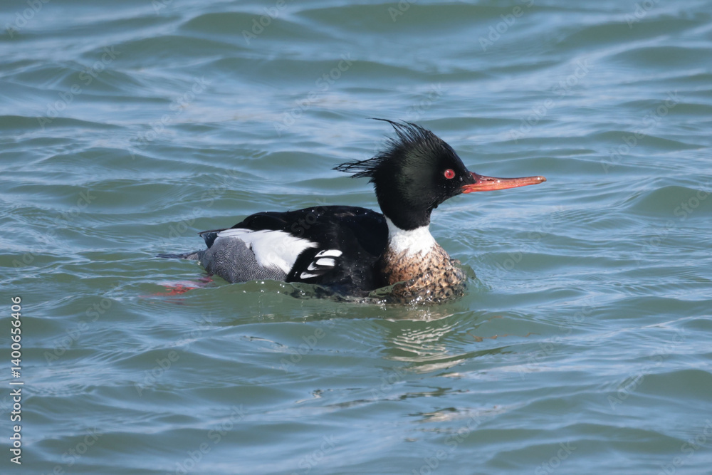 Red Breasted mergansers on lake in spring Red Breasted mergansers on lake in spring
