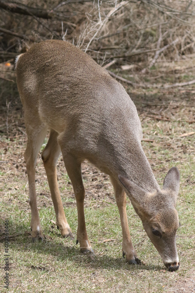 Feeding Wildlife (White Tailed deer) against the rules making unfortunate dependence of wildlife on people for food