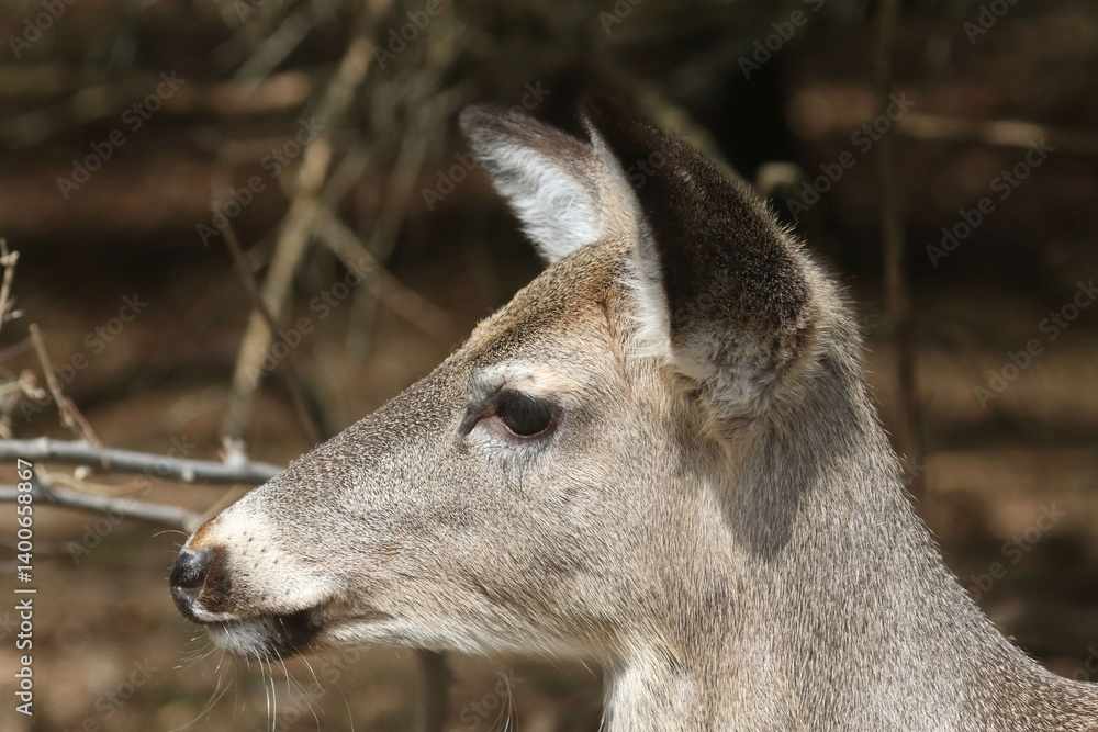 Feeding Wildlife (White Tailed deer) against the rules making unfortunate dependence of wildlife on people for food Feeding Wildlife (White Tailed deer) against the rules making unfortunate dependence of wildlife on people for food