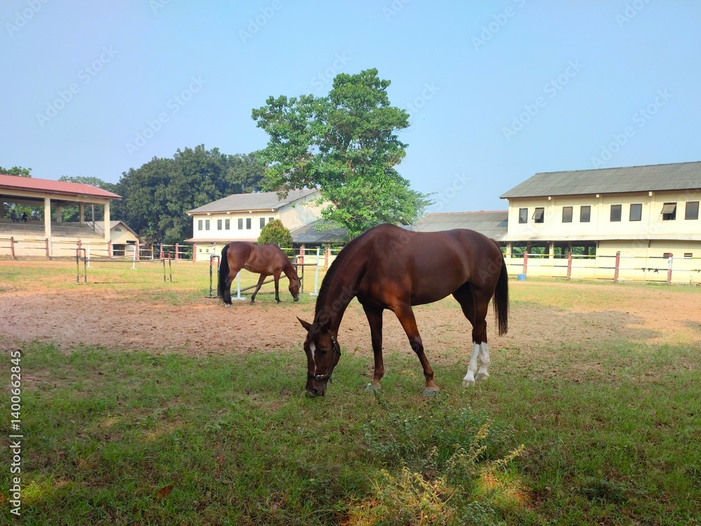Obraz premium Close up of a brown horse eating grass on a warm morning