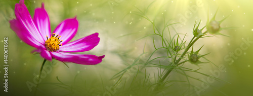 Pink cosmos flower isolated on green blur background
