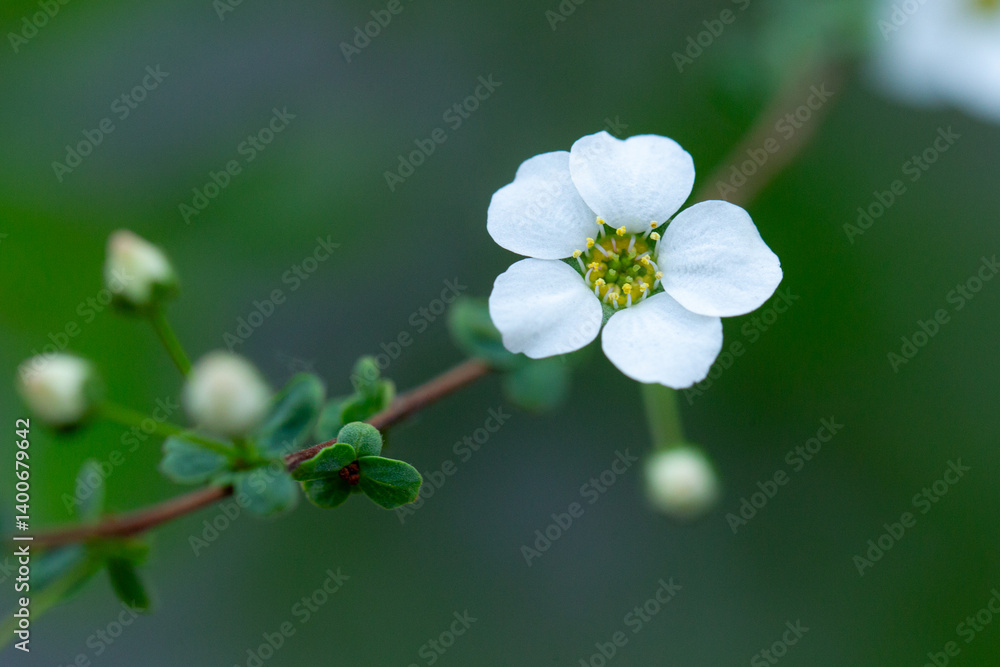 조팝나무꽃, 스파이어(Spriaea)