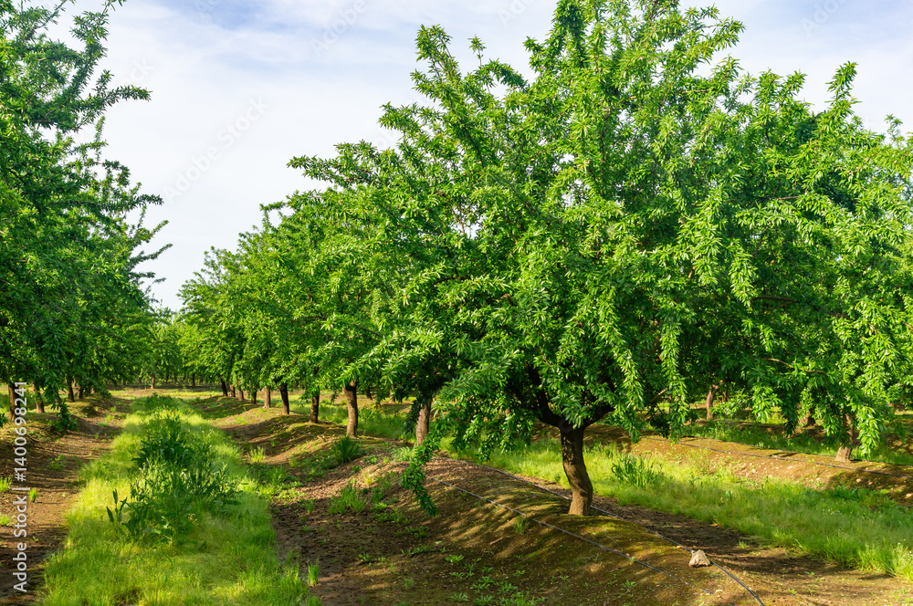 Naklejka premium Organized Almond Tree Plantation Showcasing Seasonal Growth and Agricultural Precision.