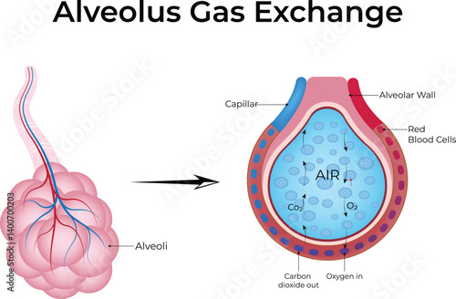 Alveolus Gas Exchange: A Detailed Illustration of Oxygen and Carbon Dioxide Transfer