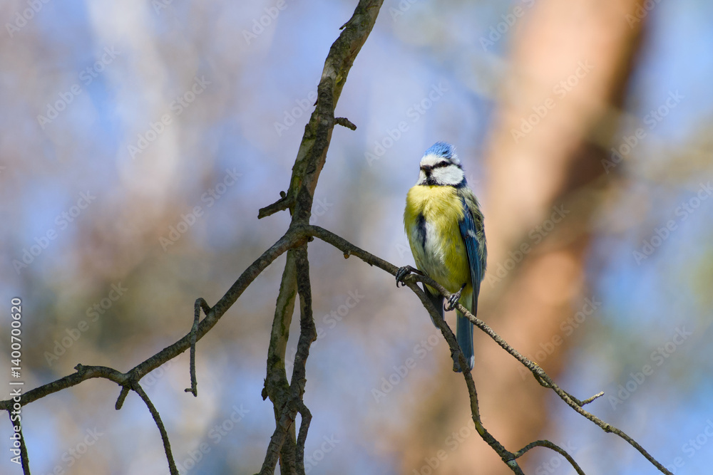 Fototapeta premium Eurasian blue tit perching on a twig on a spring day