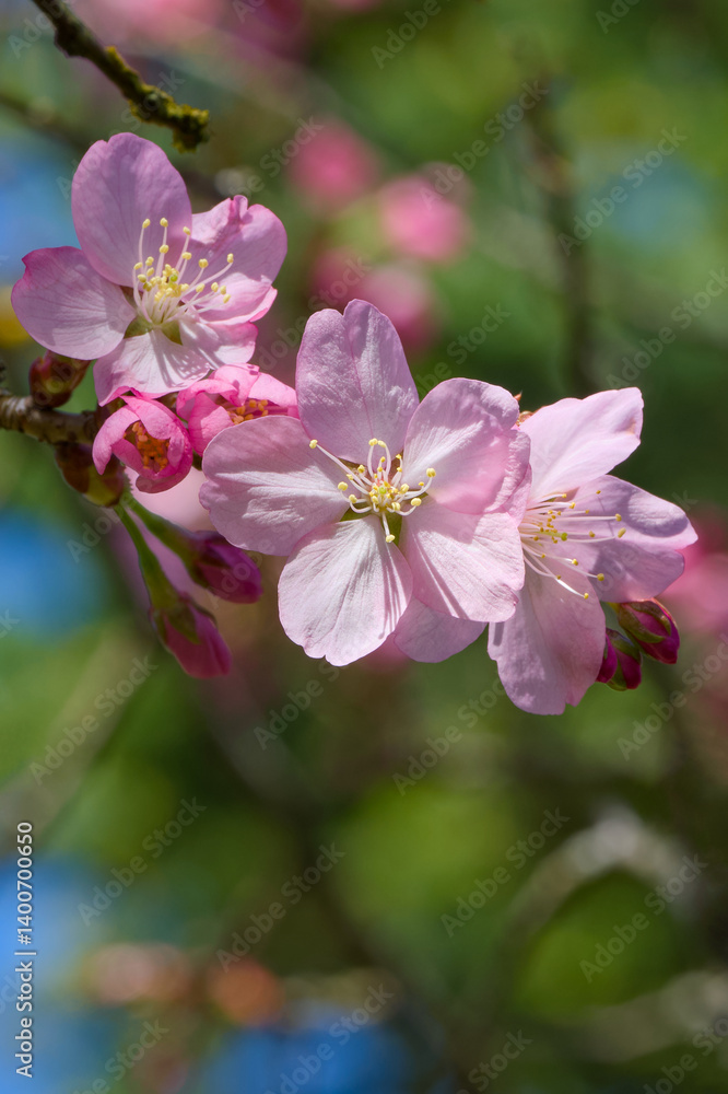 Sargent's cherry or North Japanese hill cherry (Prunus sargentii) flowers on a twig close-up Sargent's cherry or North Japanese hill cherry (Prunus sargentii) flowers on a twig close-up