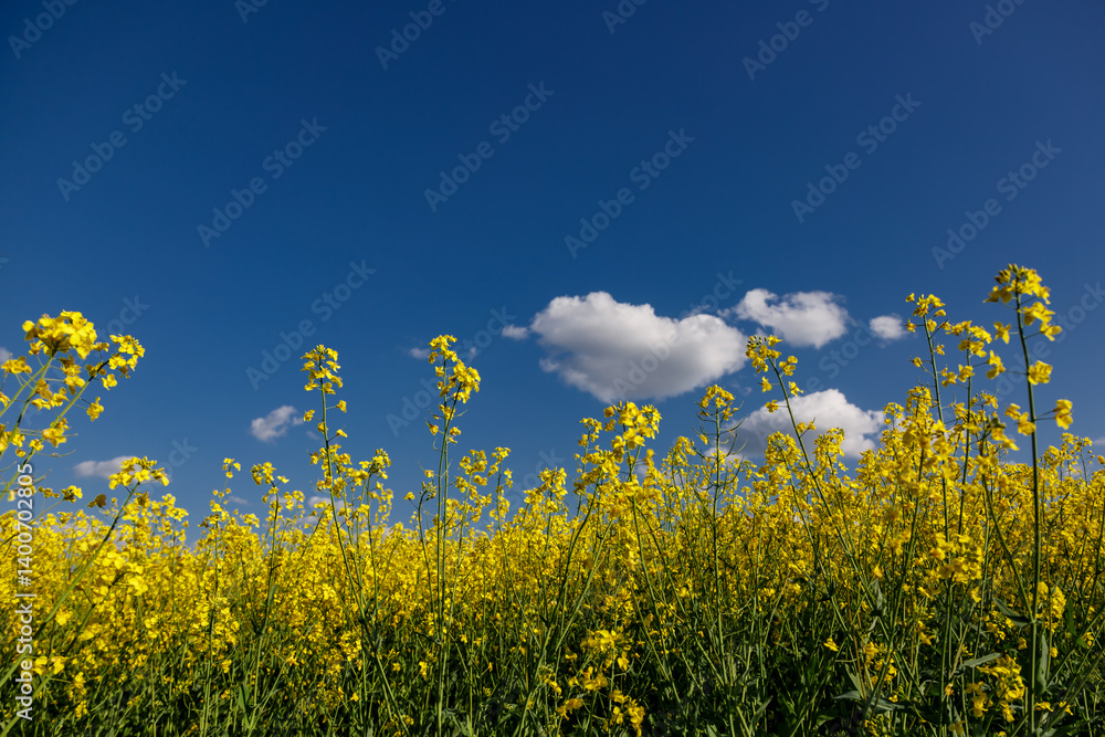 Blooming rapeseed (Brassica napus).Yellow field and blue sky with clouds.Agricultural field with rapeseed plants. Oilseed, canola, colza.Blooming yellow canola flower meadows. Blooming rapeseed (Brassica napus).Yellow field and blue sky with clouds.Agricultural field with rapeseed plants. Oilseed, canola, colza.Blooming yellow canola flower meadows.