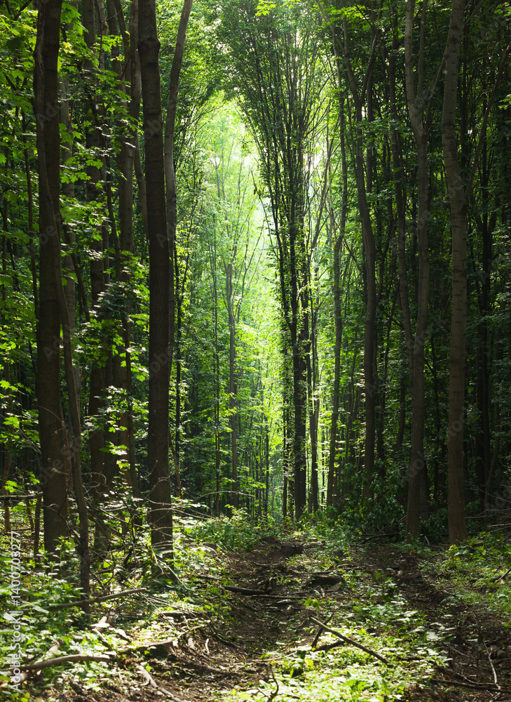 Obraz premium Path trough woods