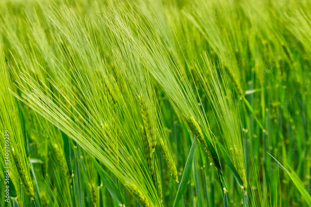 Field landscape with blue sky and green grass.Agricultural field on which grow cereals, summer time. Field landscape with blue sky and green grass.Agricultural field on which grow cereals, summer time.