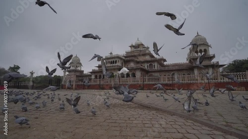 Folk of pigeons are flying near albert hall museum (Front Angel)