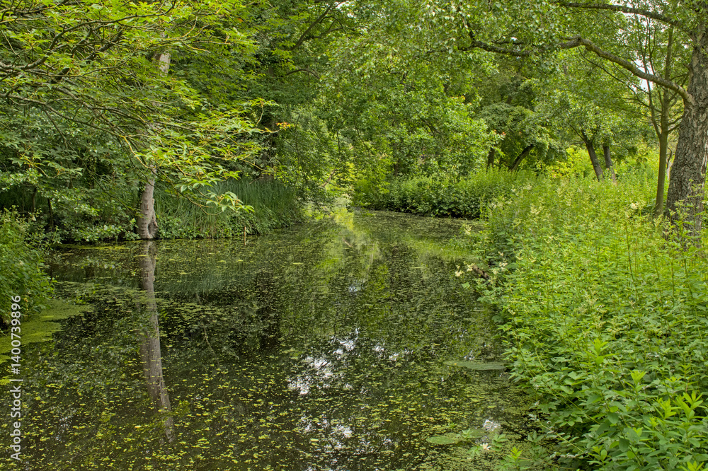 Obraz premium Canal with duckweed through a green forest in Clingendael park, The Hague, The Netherlands 