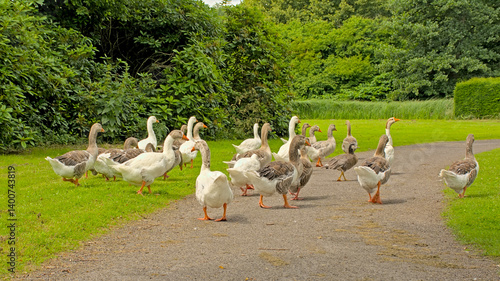 Foto grouple of greylag and domestic geese foraging in the park - Anser anser