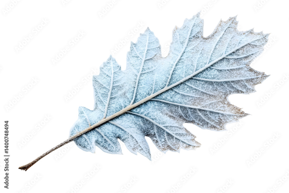 Detailed Image of a Brown Leaf Partially Covered in White Frost. Detailed Image of a Brown Leaf Partially Covered in White Frost.