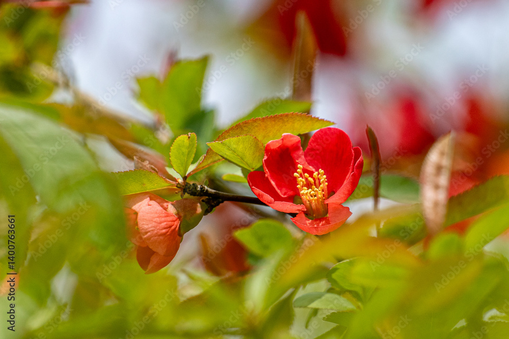 명자나무꽃, 명자나무, Japanese quince, flowering quince, ping flower 명자나무꽃, 명자나무, Japanese quince, flowering quince, ping flower