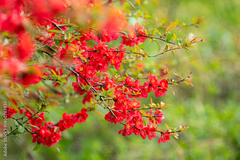 명자나무꽃, 명자나무, Japanese quince, flowering quince, ping flower 명자나무꽃, 명자나무, Japanese quince, flowering quince, ping flower