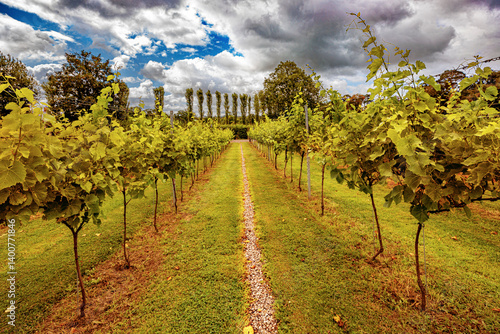 vineyard in the summer, Wales, countryside.