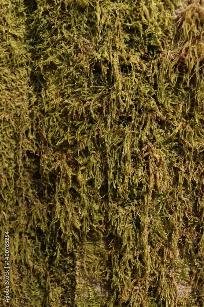 Tree Moss Green Foliage Nature Texture Background Tree Moss Green Foliage Nature Texture Background