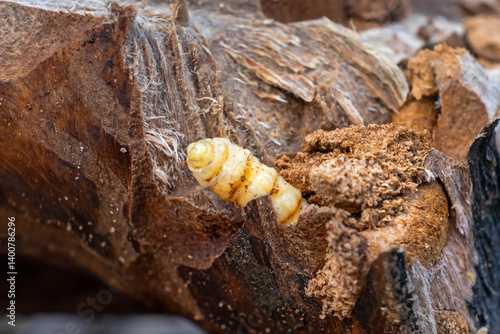 Tableau sur toile Bark beetle larva in a tree - macrophoto