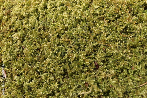 Tree Moss Green Foliage Nature Texture Background