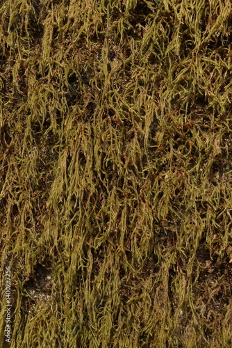 Tree Moss Green Foliage Nature Texture Background