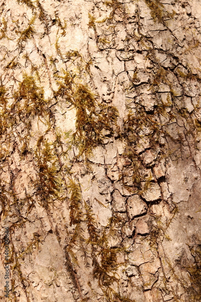 Mossy Tree Bark Natural Texture Background Green Foliage Mossy Tree Bark Natural Texture Background Green Foliage