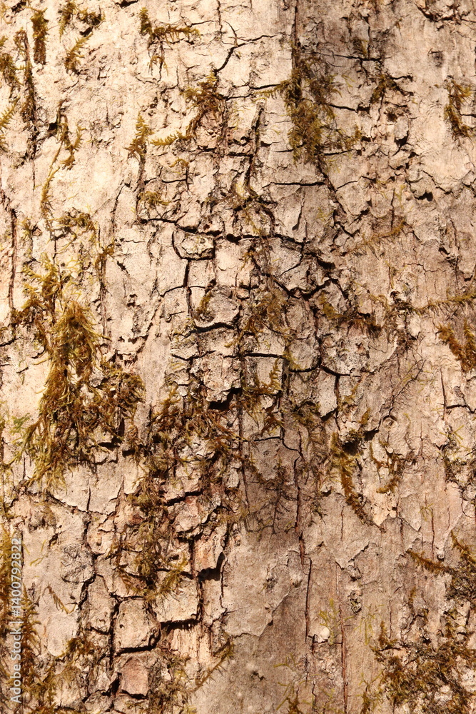 Mossy Tree Bark Natural Texture Background Green Foliage Mossy Tree Bark Natural Texture Background Green Foliage