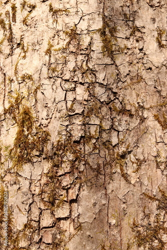 Mossy Tree Bark Natural Texture Background Green Foliage
